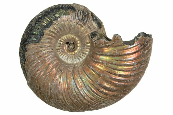 Iridescent, Pyritized Ammonite (Quenstedticeras) Fossil - Russia #337297
